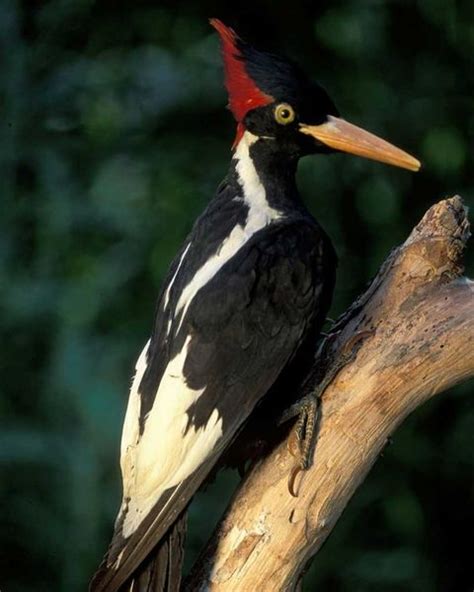 130 best images about Ivory Billed Woodpecker on Pinterest | The birds ...