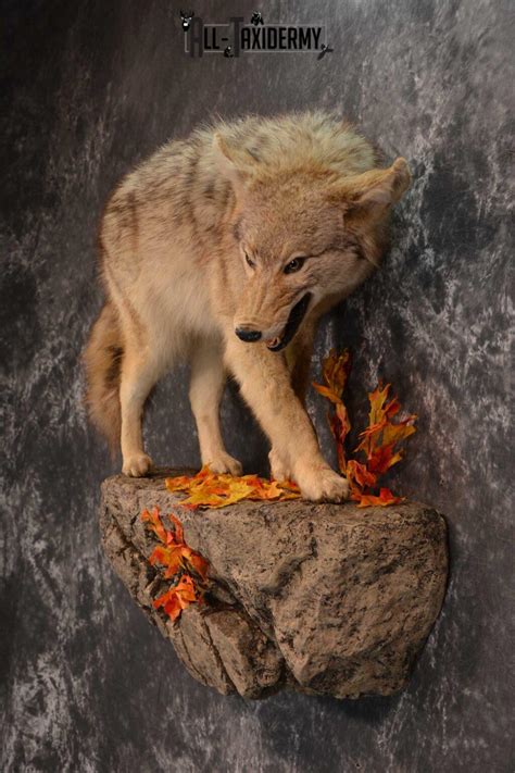 Full body Coyote Taxidermy mount for sale SKU 1827 - All Taxidermy