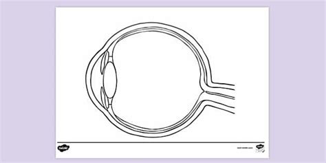 FREE! - Diagram Of the Eye Side View No Labels - Colouring Sheet