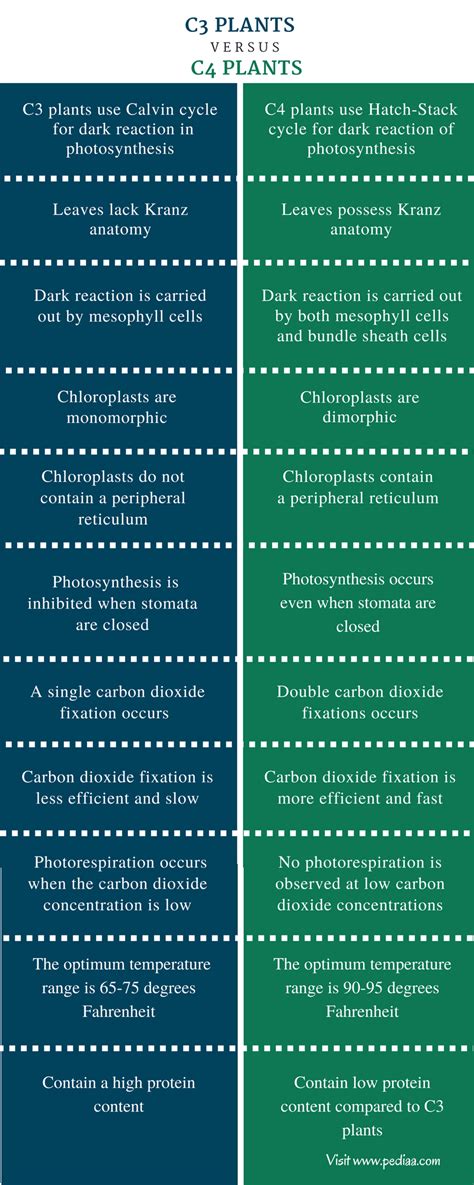 Diferencia entre plantas c3 y c4 - Noticias 2024