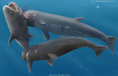 Livyatan da caza a un gran C.Megalodon by Christopher252 on DeviantArt