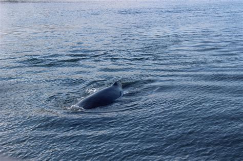 Humpback whale in Alaska | Whale, Humpback whale, Animals