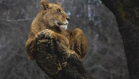 How High Can a Lion Jump? (Pretty High!) - Wild Explained