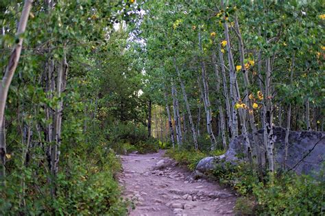 Beautiful Aspen grove trail | High-Quality Nature Stock Photos ~ Creative Market