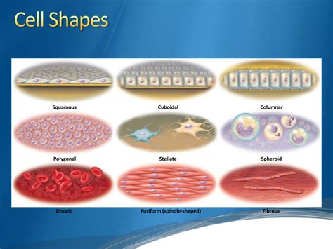 PPT - Cell Structure and Function PowerPoint Presentation, free ...