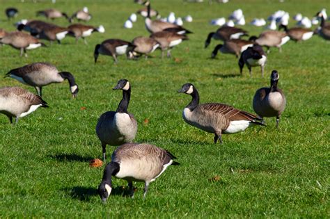 Canada Geese, Goose Control, How To Get Rid Of Geese In Virginia