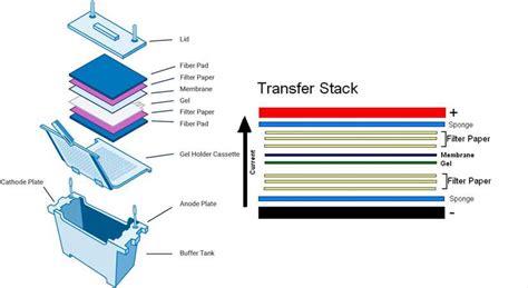 Western Blot Buffer Recipe | Deporecipe.co