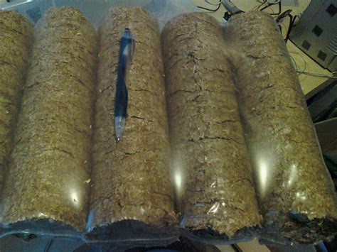 Compressed Straw Logs - Gourmet and Medicinal Mushrooms - Shroomery Message Board