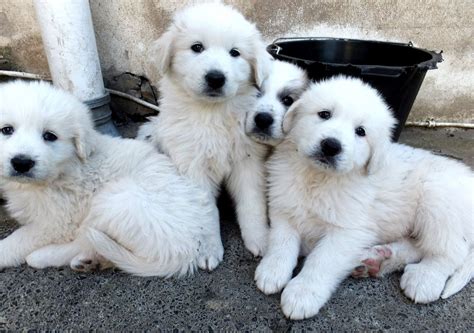 Pyrenean Mountain Dog puppies for sale | Pets4Homes | Pyrenean mountain ...