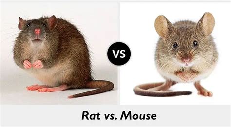 How To Tell Difference Between Mouse And Rat