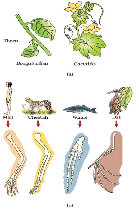 Some Short Tricks for Evolution | Biology diagrams, Neet exam, Mnemonics