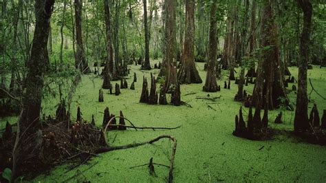 Friends discover a long-forgotten world war II relic under a mysterious swamp located in Papua ...