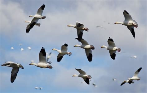 Answering an Age-Old Mystery: How Do Birds Actually Fly? - Scientific ...