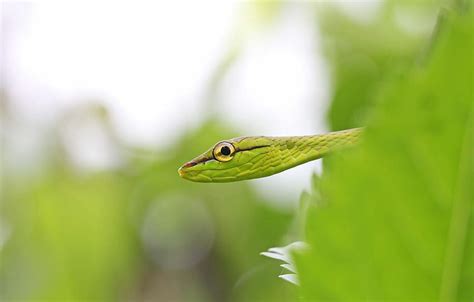 Snake, eye, vineyard , section, vine snake macro HD wallpaper | Pxfuel