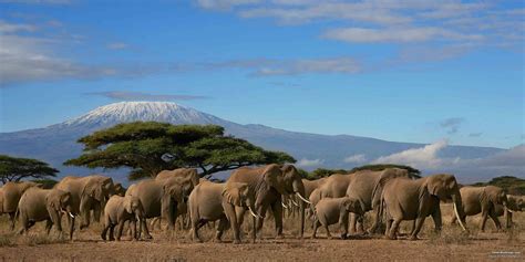 The Best East African Safari Tours – SafariBookings