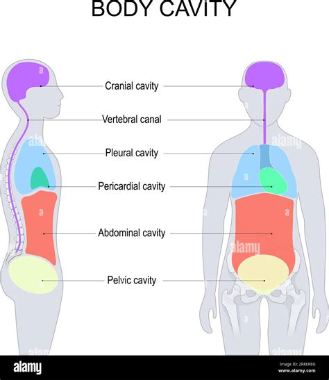 Thorax Definition, Anatomy Complications Video Lesson, 48% OFF