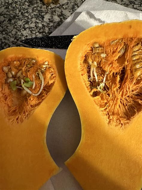 Why Are My Pumpkin Seeds Sprouting Inside? Truth Revealed!