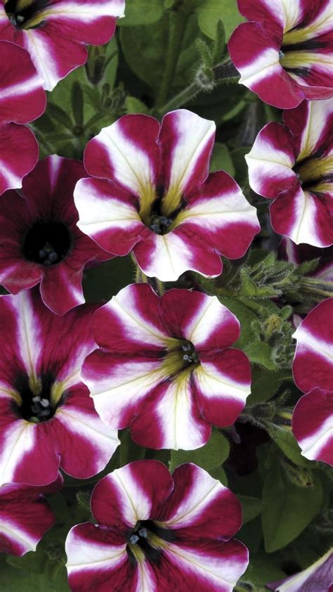 Petunia Flower Wallpapers - Wallpaper Cave