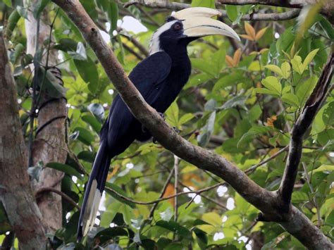 Species of hornbills you can spot in Sabah | Sabahnites | Your Ultimate ...