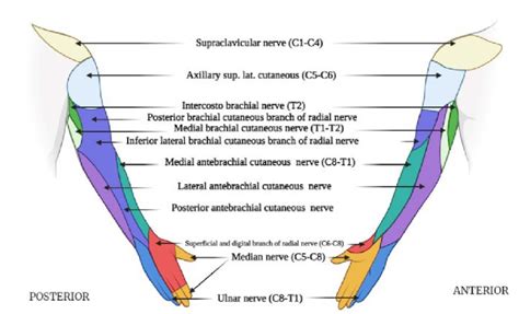 Anterior Dermatome Map