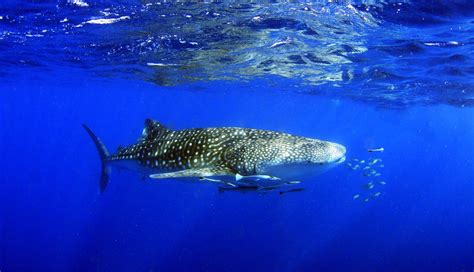 About The Ningaloo Reef - Ningaloo Discovery