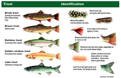 What Is The Size Limit For Trout In California at Adolfo Peralta blog