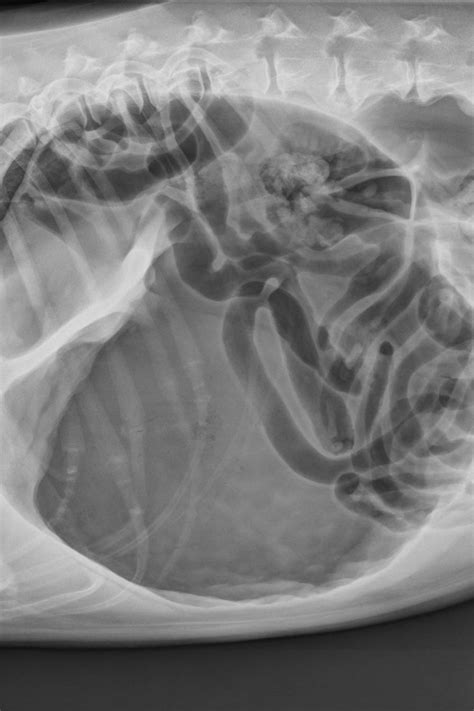 Gastric Dilatation-Volvulus (GDV) - Perth Vet Specialists & Emergency