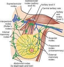 28 Be aligned and heal ideas in 2023 | massage therapy, medical anatomy ...