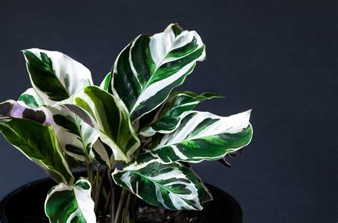 Calathea White Fusion: Features, Care, And Common Problems