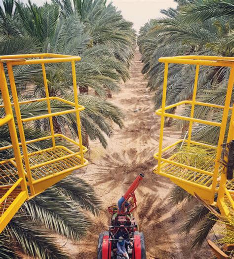 Desert Agriculture in Israel