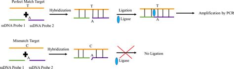 Schematic diagram depicting the ligation reaction principle of the DNA ...