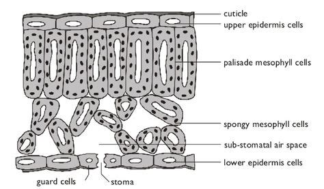 Mesophyll tissue. | Science biology, Biology, Leaf structure