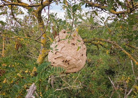 Navigating the Challenge of Yellow-legged hornet Nest Removal - Veto Pharma Blog