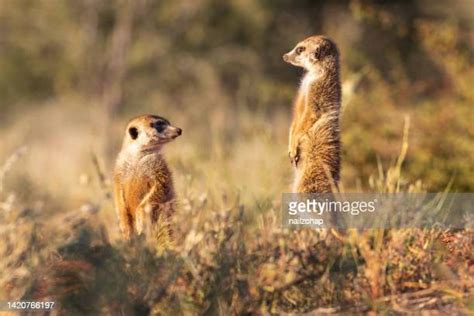 272 Meerkat Family Stock Photos, High-Res Pictures, and Images - Getty Images