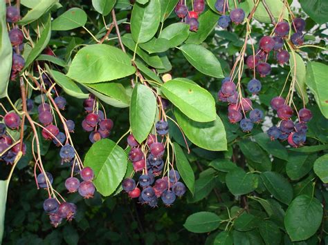 Serviceberry (Amelanchier) - hardy fruit trees for orchards - Carya nursery