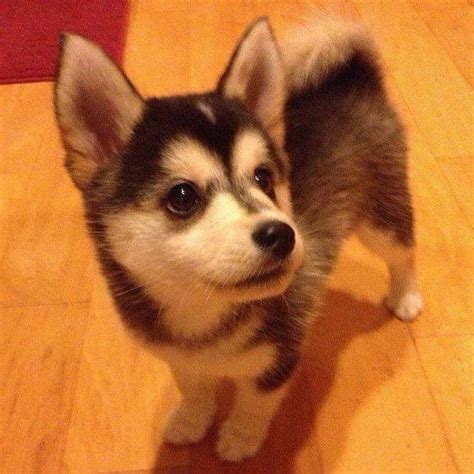 Corgi Husky Mix Puppies For Sale | PETSIDI