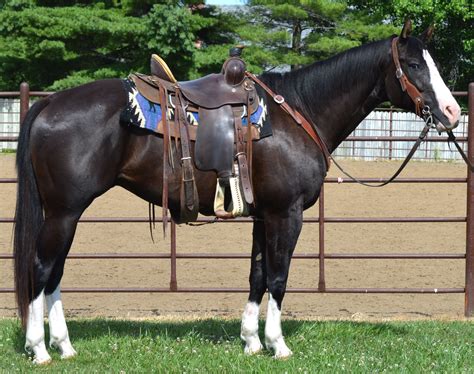 Image result for tobiano horses