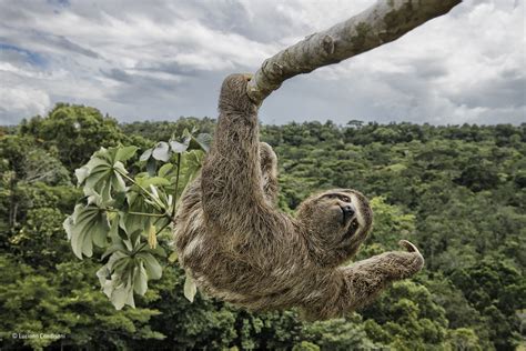Sloth hanging out | Luciano Candisani | Special Award: People's Choice | Wildlife Photographer ...