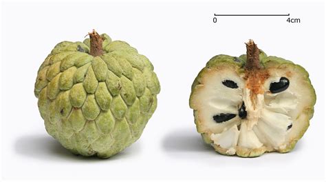 File:Sugar apple with cross section.jpg - Wikipedia