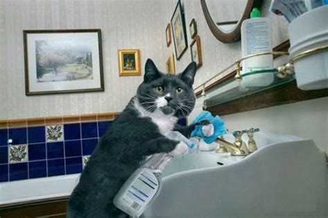 House Cat Cleaning The Bathroom | Cat work, Cat memes, Cat cleaning