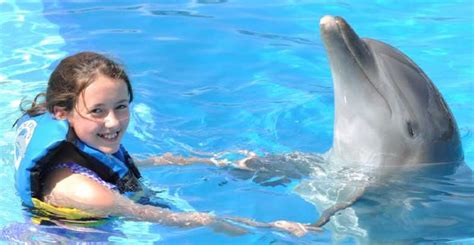 6 Recommendations Before Swimming With Dolphins in Cancun