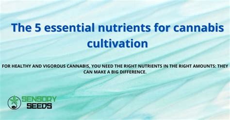 The 5 essential nutrients for cannabis cultivation