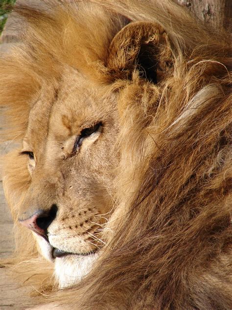 File:Lion 06584.jpg - Wikimedia Commons