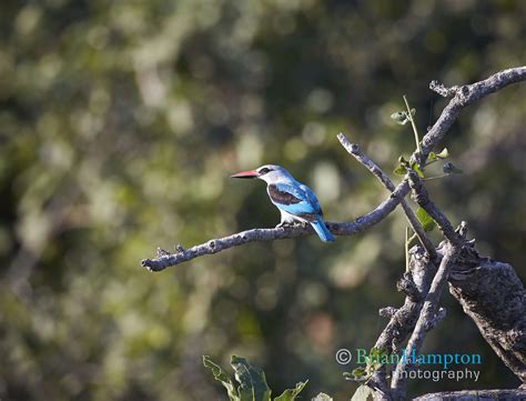 Woodland Kingfisher: Africa: Brian Hampton