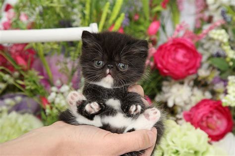 Teacup Persian kittens for sale | Doll Face Persian Kittens