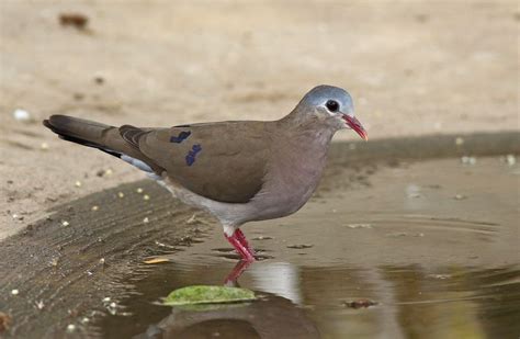 A87A1281 Blue-spotted wood dove (Turtur afer) | Doves, Beautiful birds, Animals