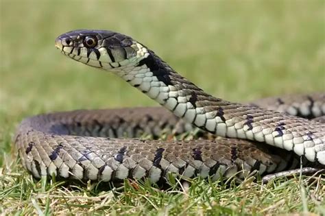 Grass Snake - Facts, Size, Diet, Pictures - All Animal Facts