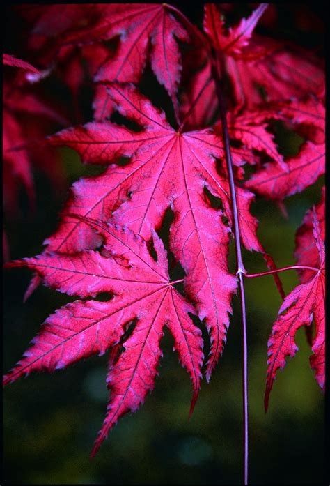 Buy Acer palmatum 'Purple Ghost' Japanese Maple — Mr Maple │ Buy ...