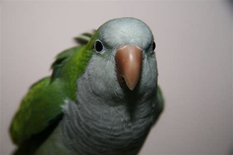 My Evil Looking Quaker Parrot | This is a picture of Murdock… | Flickr