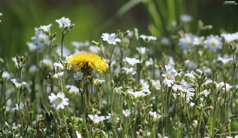 dandelion, Flowers, Cerastium, rapprochement, sow-thistle, Meadow - Flowers wallpapers: 2560x1496